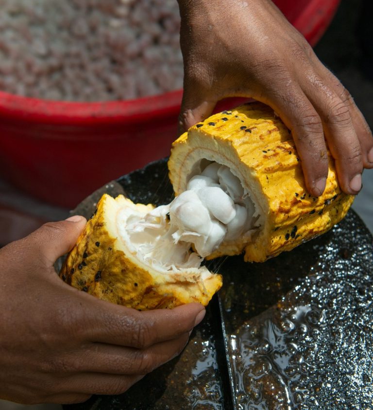 cacaovrucht cacaovrucht